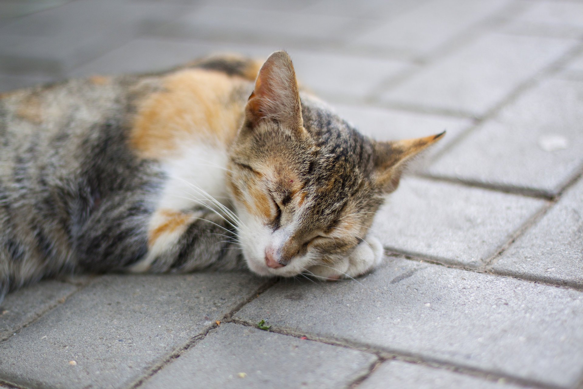 chat rouge patte sommeil se trouve dort tacheté chat