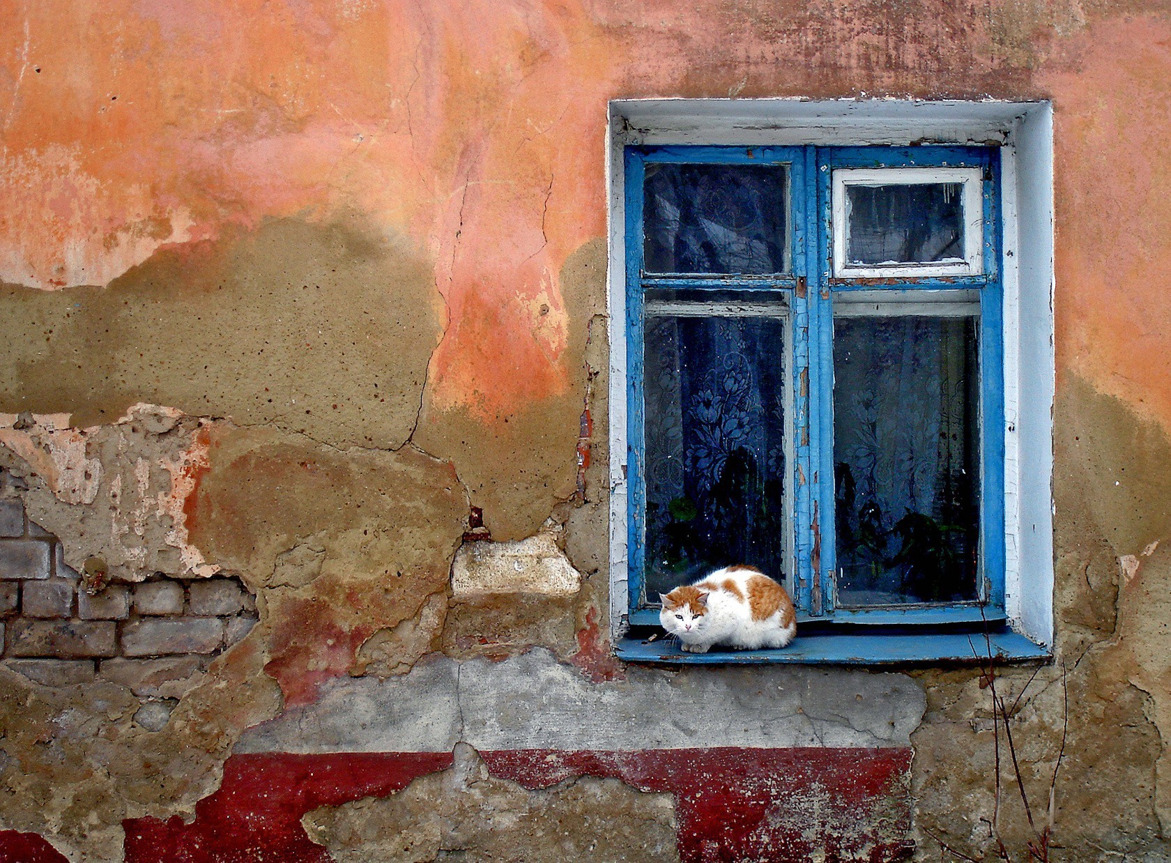 mur fenêtre chat ruine