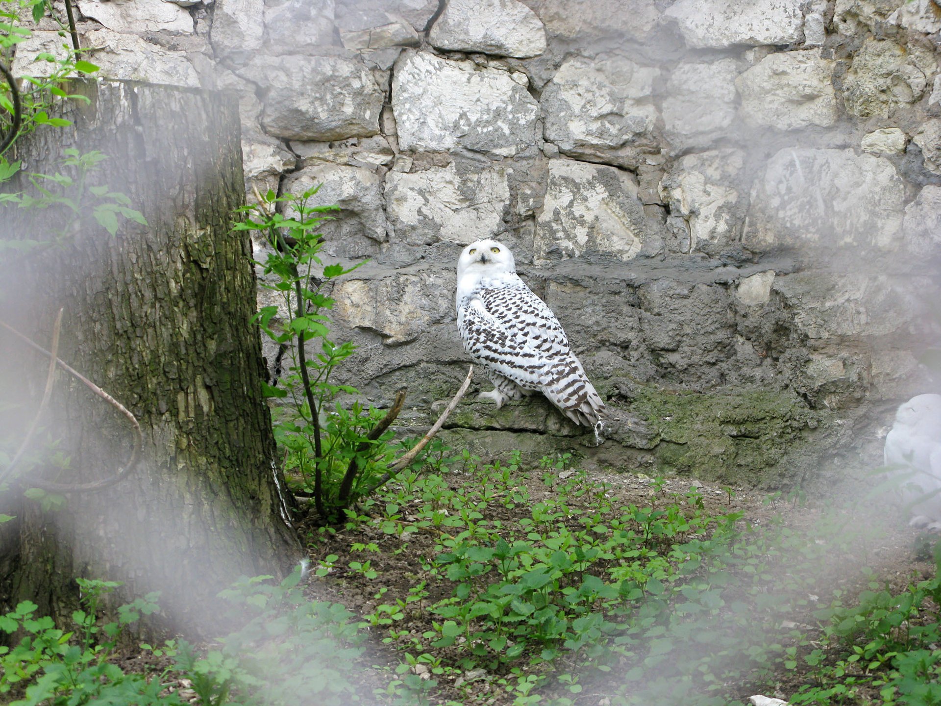 birds owl zoo