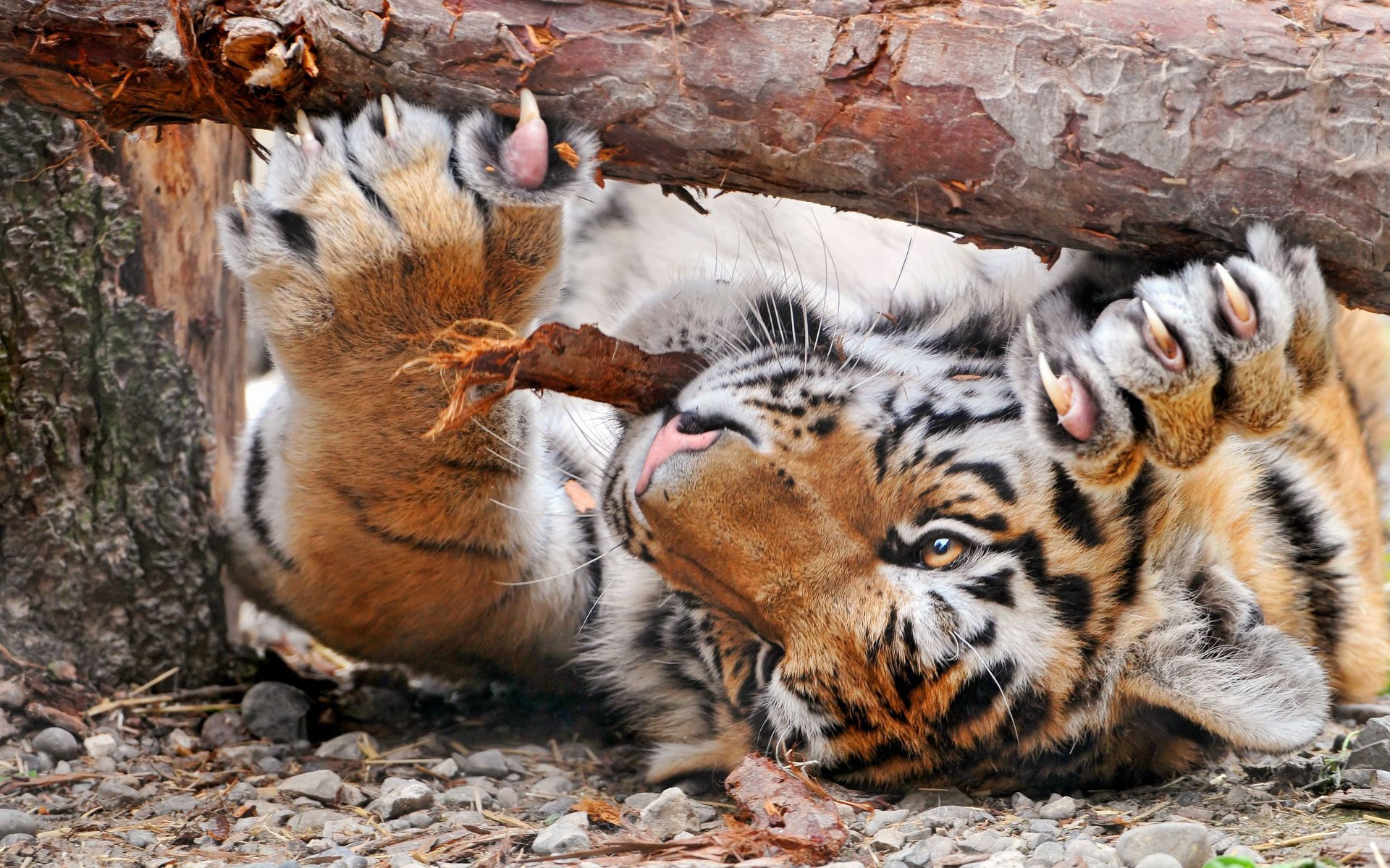 tigre tronco gato garras