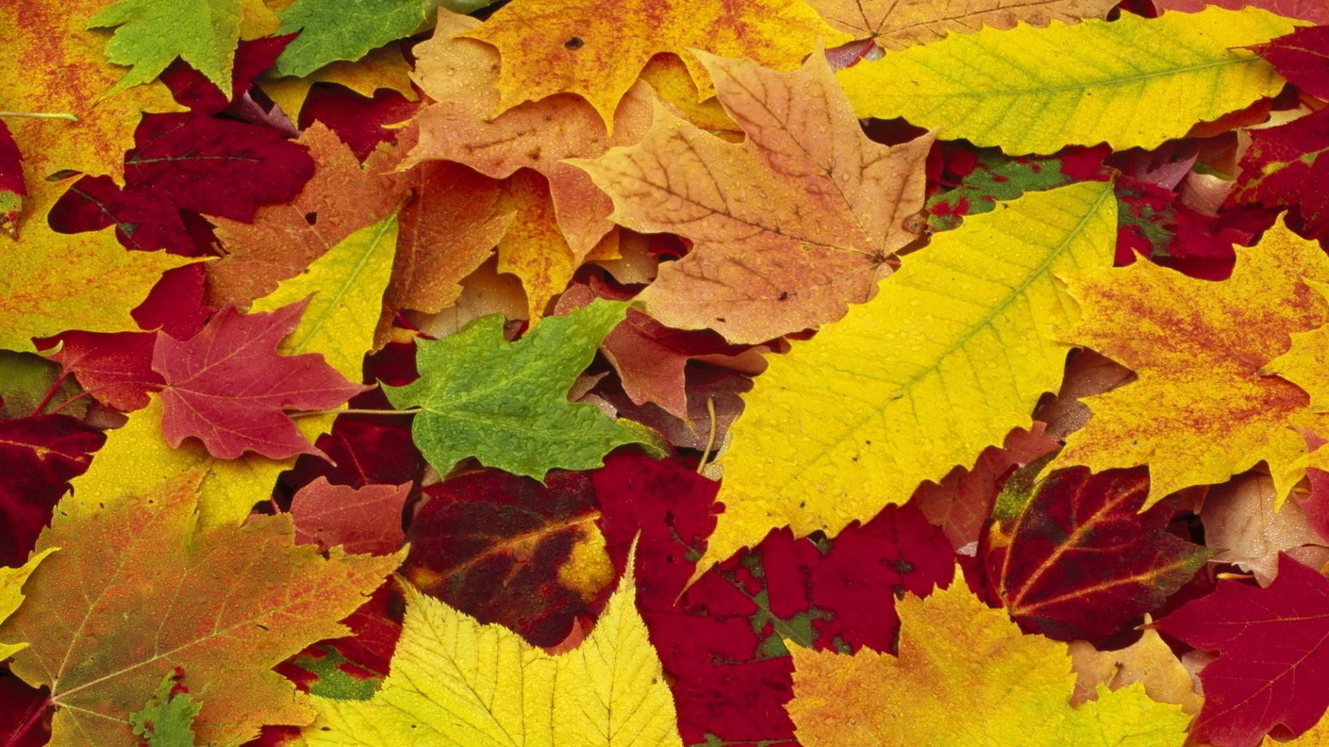 natura caduta autunno foglie stagioni