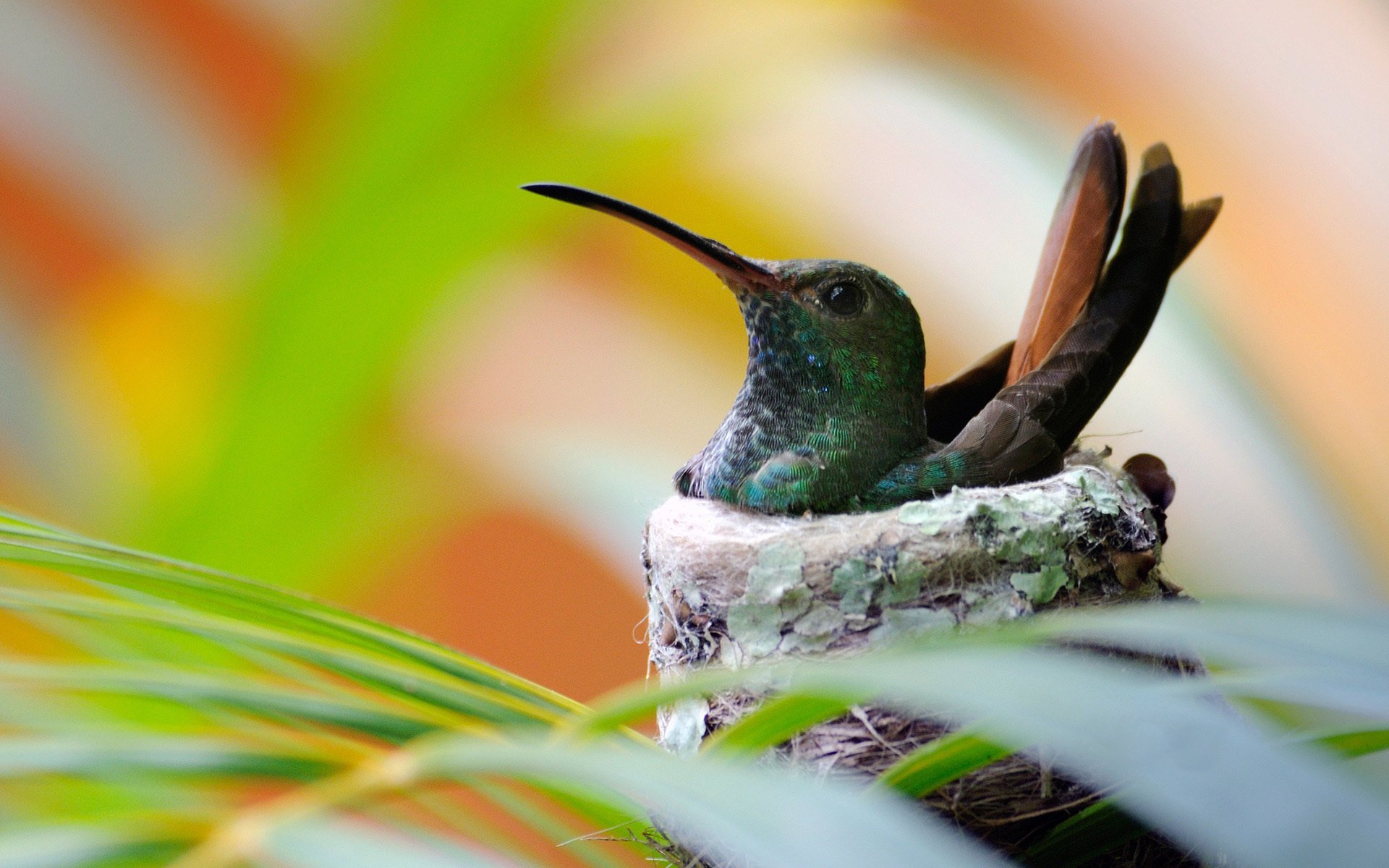 uccello colibrì nido