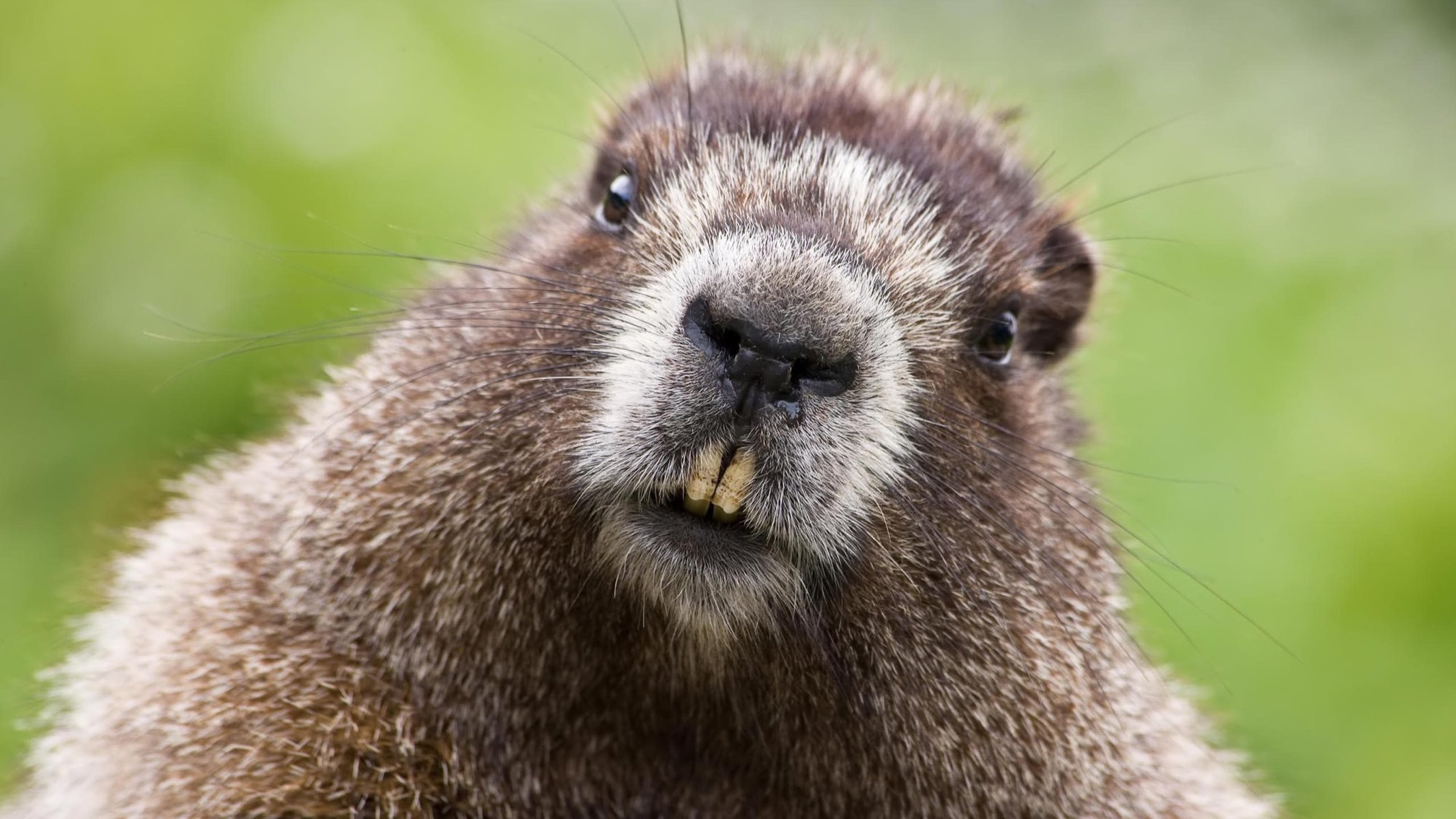 castor animaux moustache peau visage museau nez dents yeux