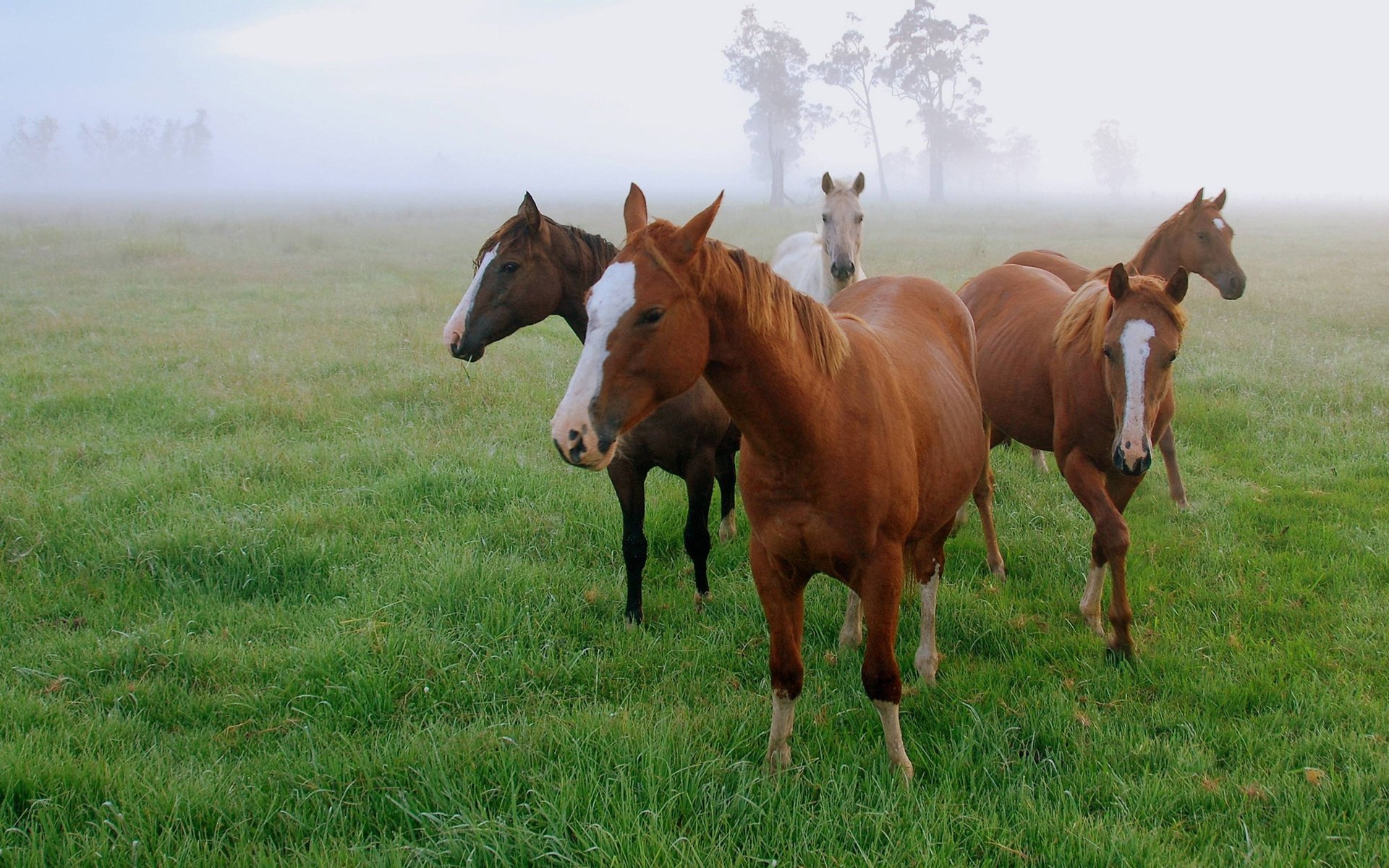 cavalli campo nebbia erba mattina cavalli rosso sale