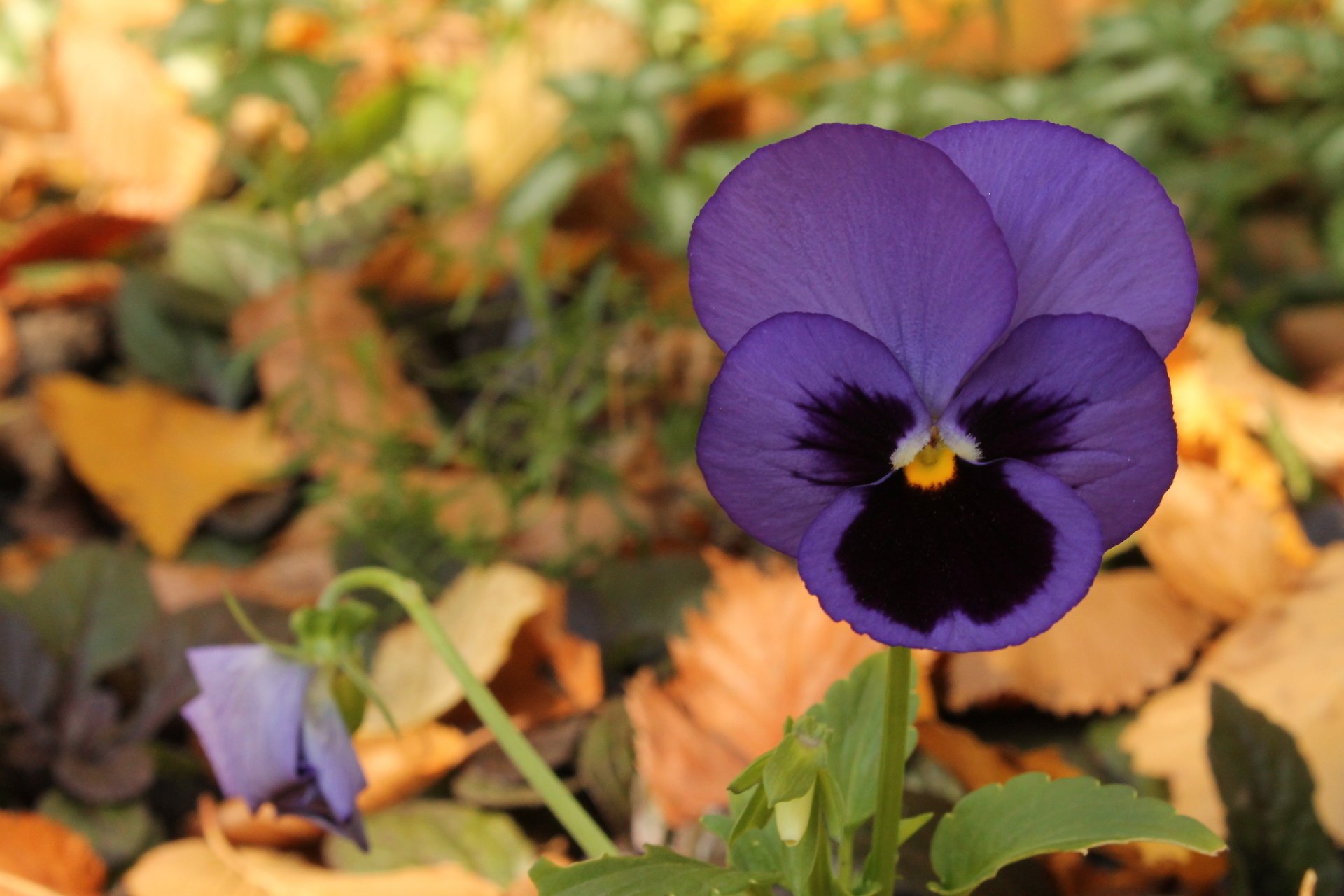 purple violet autumn flower