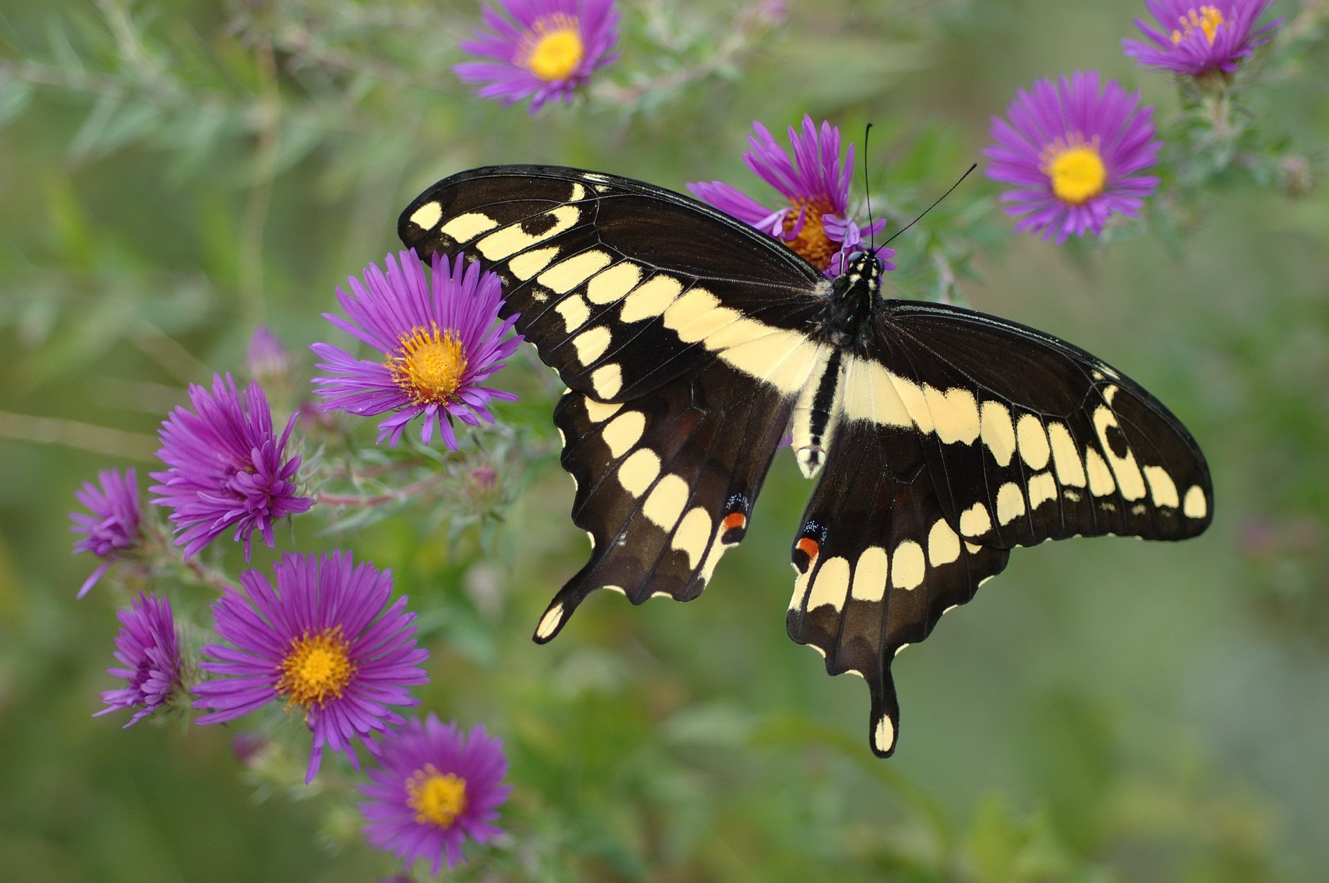 flores mariposa púrpura amarillo negro hermosa