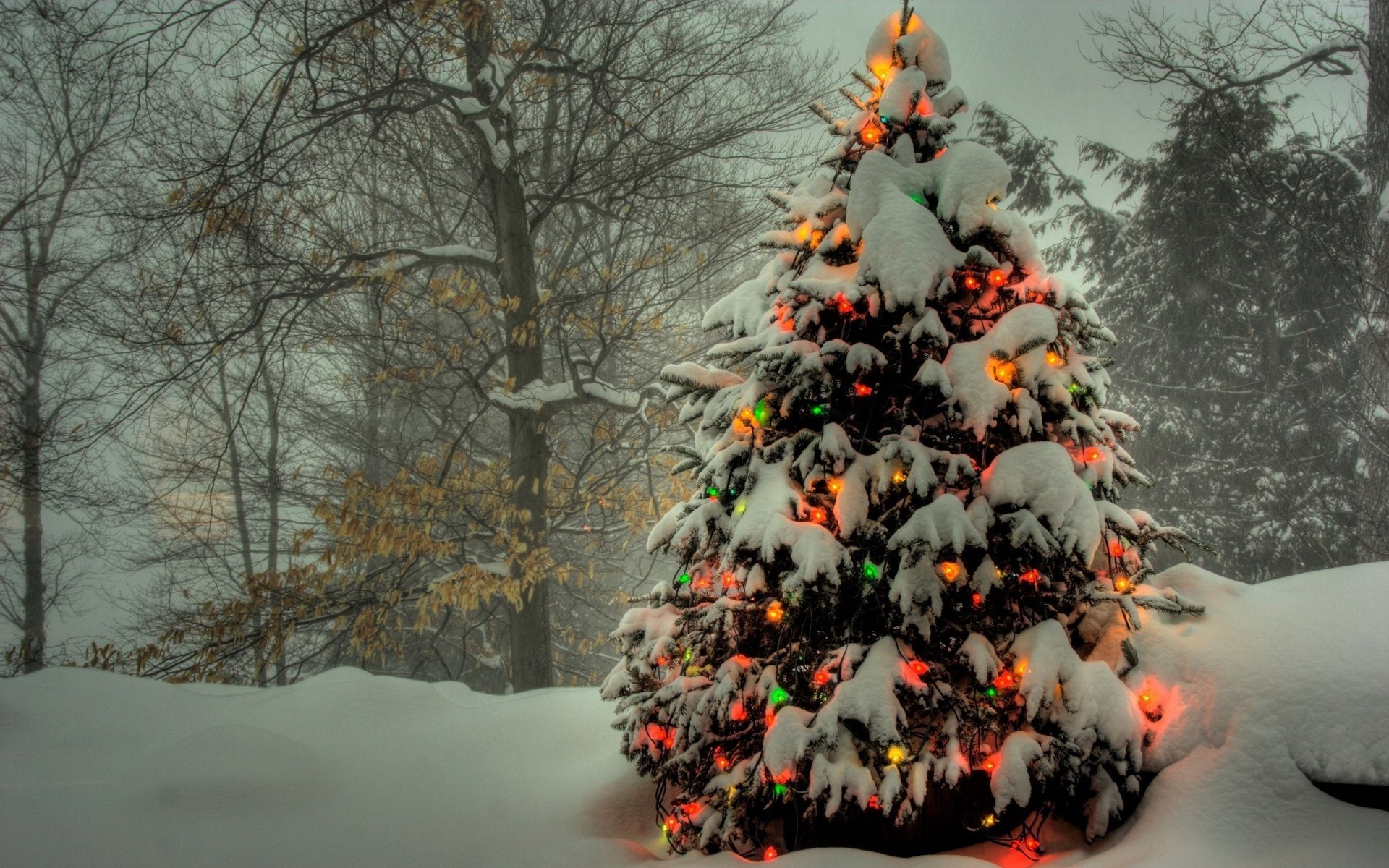 winter forest tree colored lights garland snow