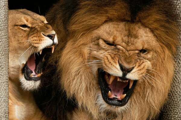 Львица и Лев с открытой пастью