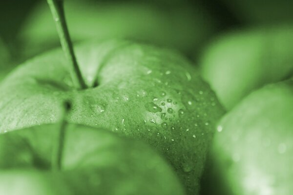 Green apples with droplets on the peel