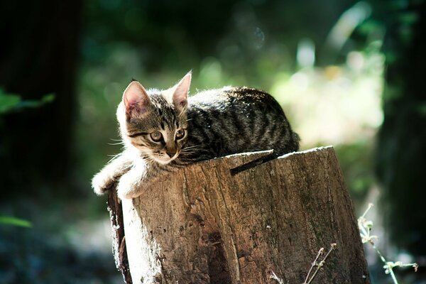 A cute little kitten is lying on a stump