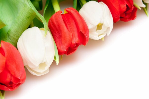 Belles tulipes de couleur blanche et rouge