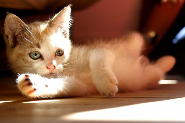 A white kitten is lying on the floor