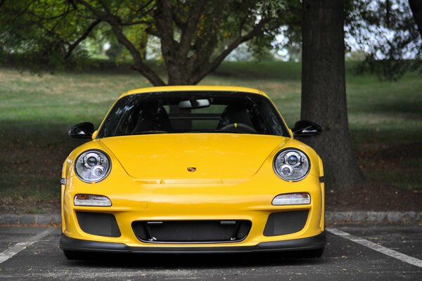 Yellow Porsche under a spreading tree