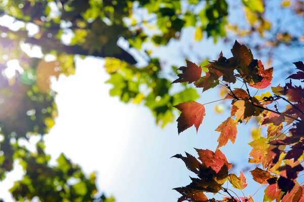 Beautiful autumn foliage under the sky