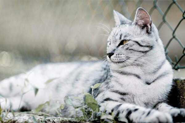 Un gatto con un colore bianco giace