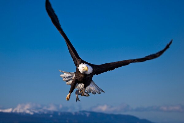 A bird of prey against the blue sky with its wings spread