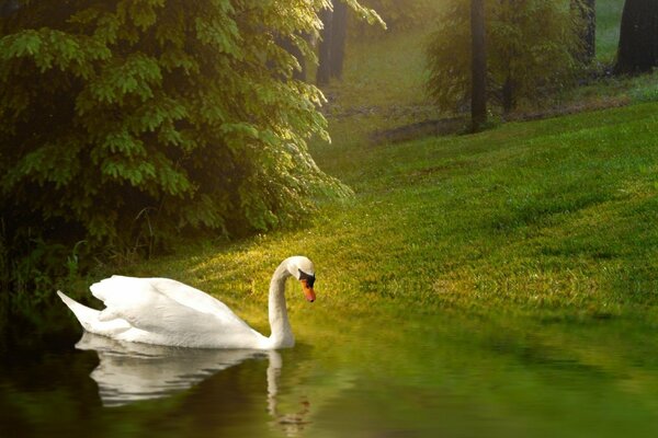 Cygne blanc dans la forêt magique