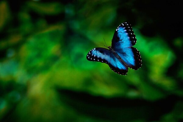 Голубая бабочка крупным планом на размытом зеленом