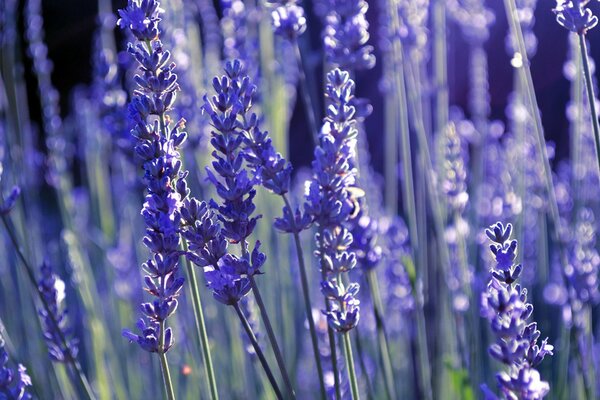 Lila Lavendel auf verschwommenem Hintergrund