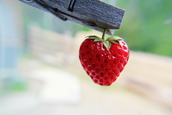 Herzförmige Erdbeeren an der Wäscheklammer