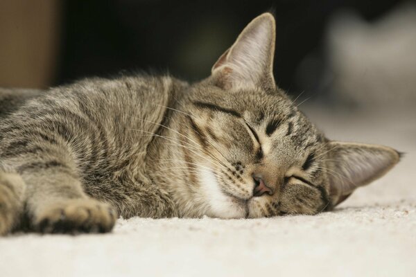 El gato satisfecho duerme descansando