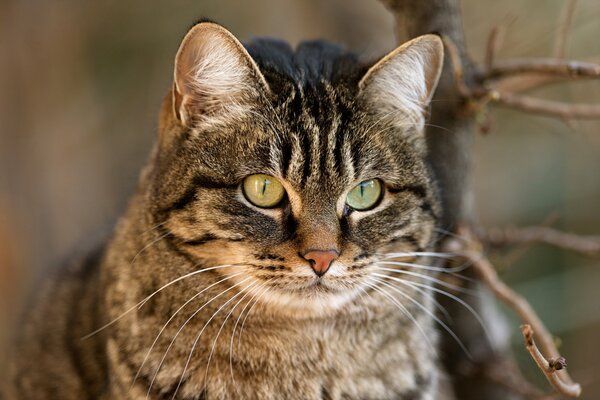 Muso a strisce di gatto grigio