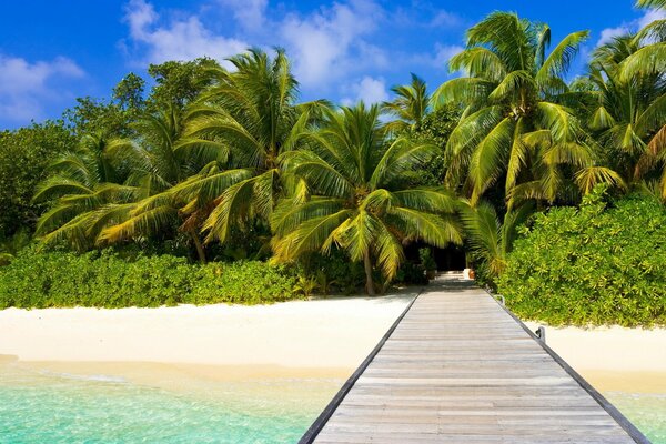 Pont sur l océan menant à la forêt tropicale