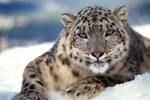 The thoughtful gaze of a leopard in the snow