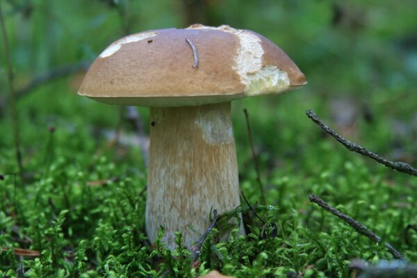 An overgrown mushroom the hat was gnawed by slugs