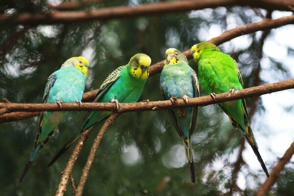 Четыре волнистых попугая на ветке дерева
