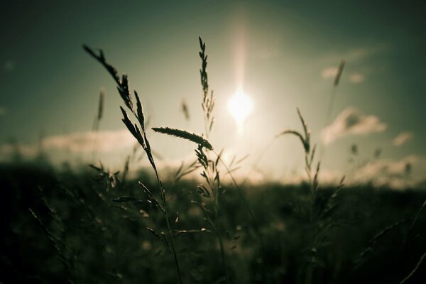 Bright sun through the grass