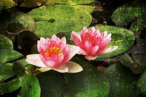 Drawing of water lilies on the pond. Canvas