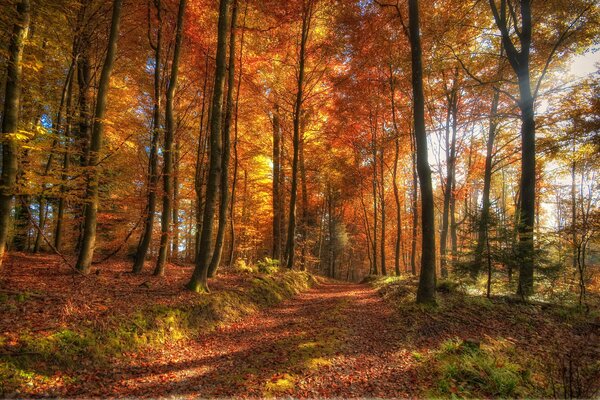 Sentiero delle foglie nella foresta autunnale