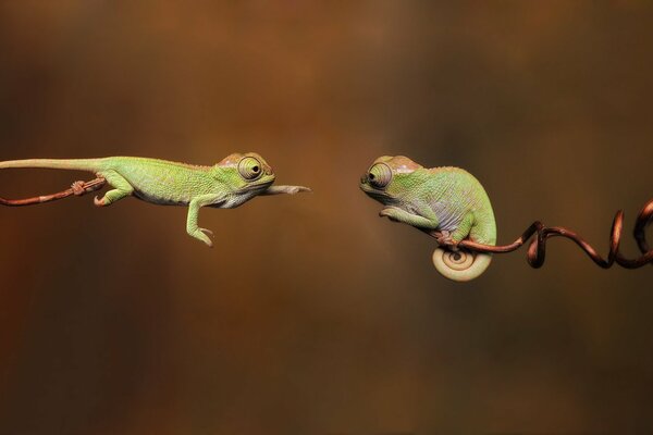 Chameleons on branches opposite each other