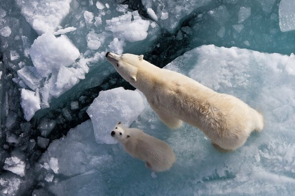 A polar bear and a bear cub stand at the edge of an ice floe
