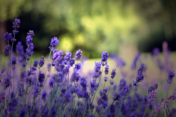 Summer flowers are blue on a blurry background