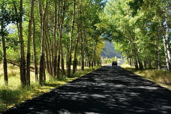 Strada ombreggiata circondata da alberi