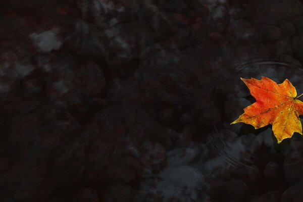 Hoja de arce de otoño en el Suelo