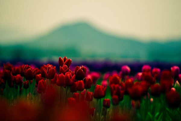 Campos de tulipanes rojos