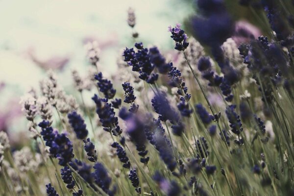 Sommerblumen auf blauem Hintergrund auf verschwommenem Hintergrund