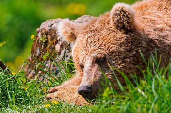 Schlafender Bär auf grünem Gras