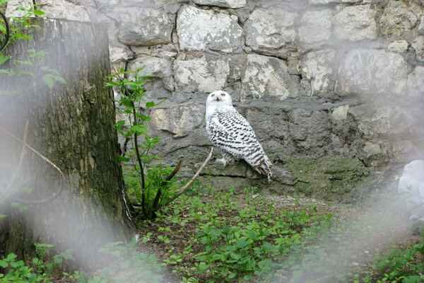 Hibou sur fond de beau mur de pierre