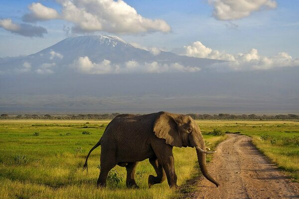 Elephant in the savannah on the background of mountains and clouds