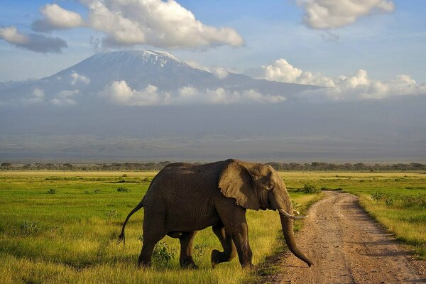 Elefante en la Sabana en medio de montañas y nubes