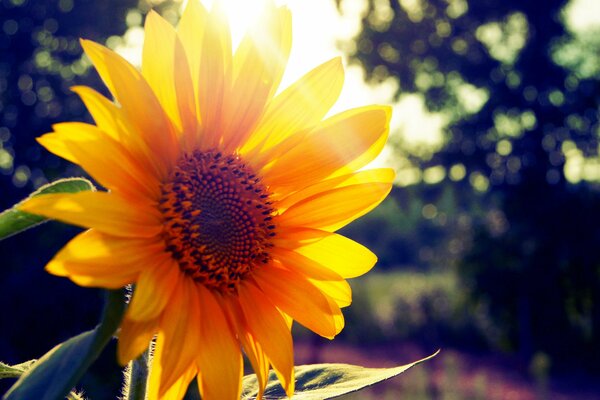 Sunflower in summer sunshine