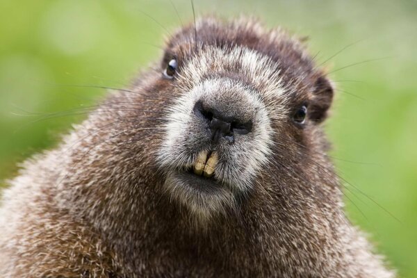 Curious beaver looks at the photographer in surprise