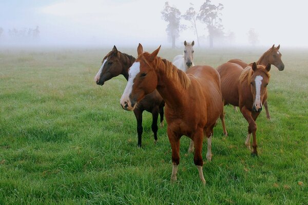 In the morning on the field in the fog red horses