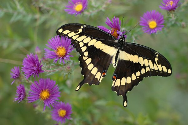 Schöner Schmetterling auf einem Hintergrund von lila Blumen