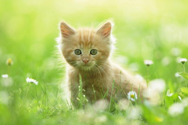 Gatito en el campo es simplemente un encanto