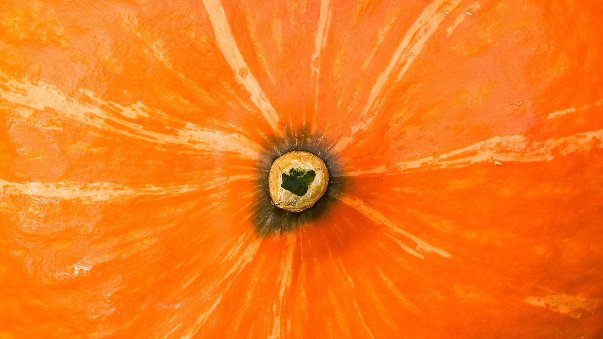 naranja calabaza botín